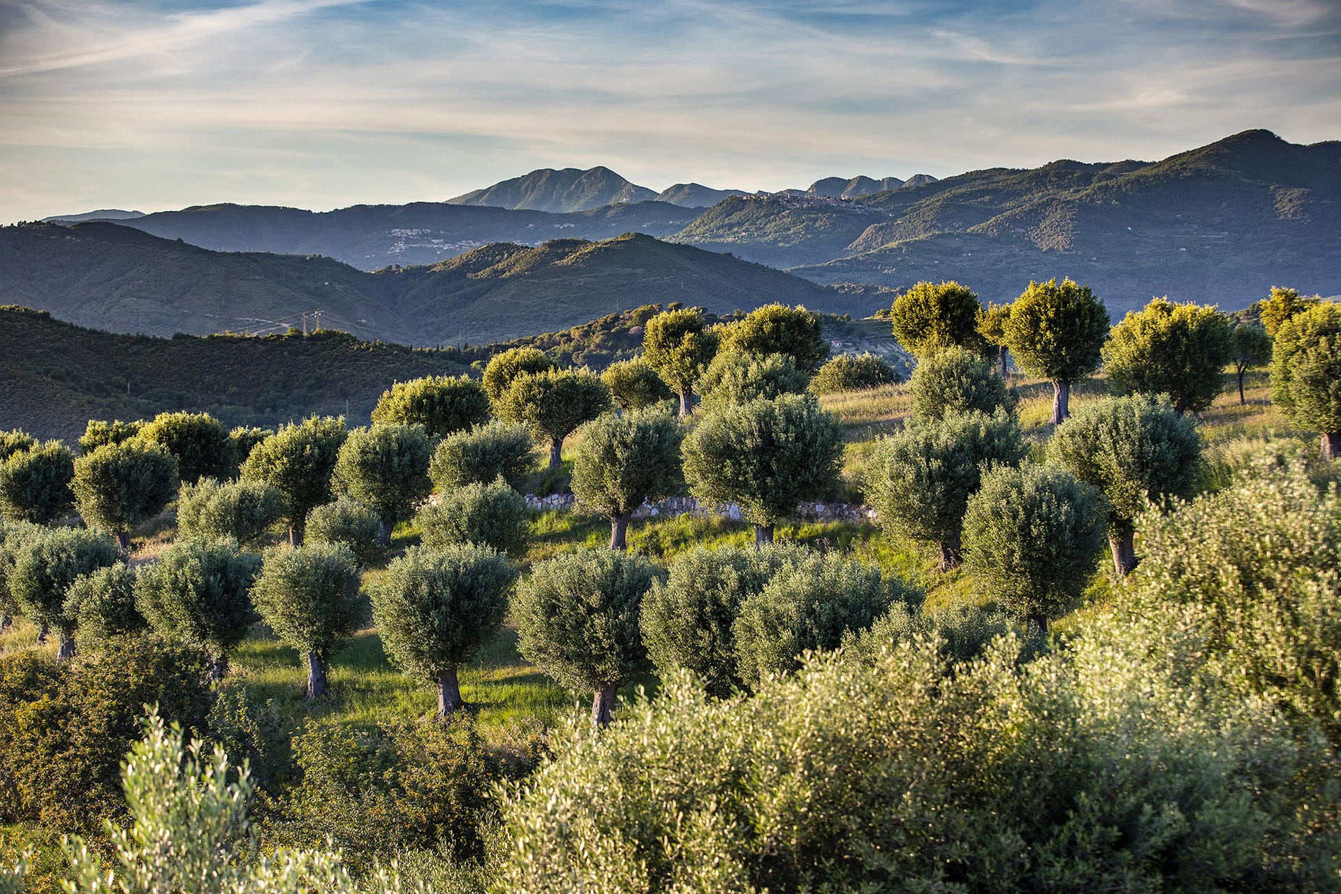 Di olivi secolari e giovani filari di frutti, che cambiano dall’alba al tramonto  ed a seconda delle stagioni
